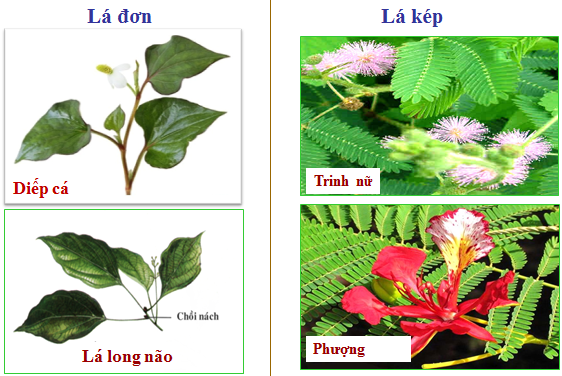 Lý thuyết Sinh học lớp 6 bài 19